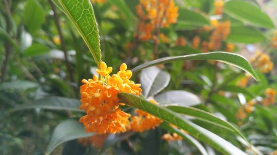 香味金桂桂花盛开