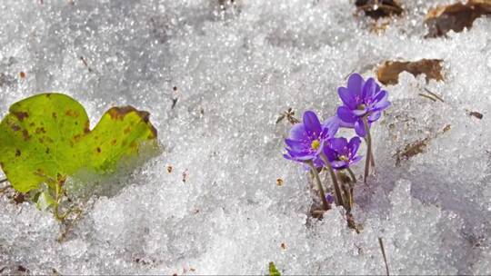 融雪上鲜花的时间流逝