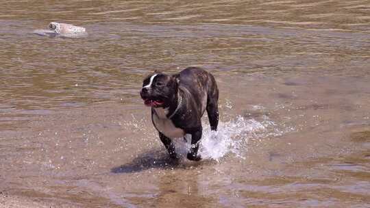 狗玩水慢动作