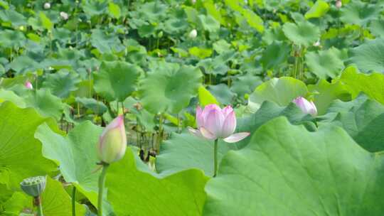 荷花荷叶池塘