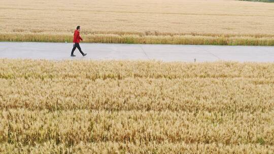 一个人在金黄色的田园间漫步