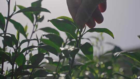 采茶 茶农 春茶 绿茶 安吉白茶