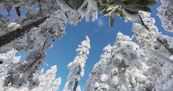 高清实拍冬天雪景雪山森林