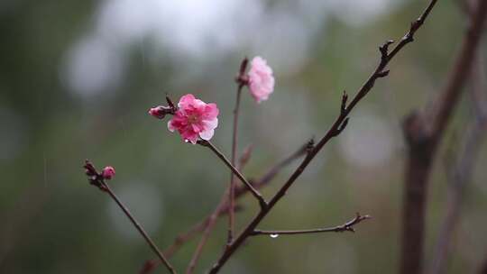 雨中桃花