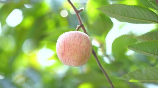 苹果 苹果树