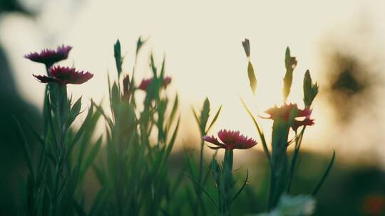 风光夕阳下的花朵空境