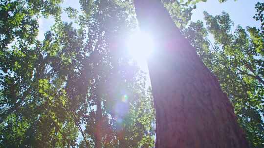 阳光穿过树林