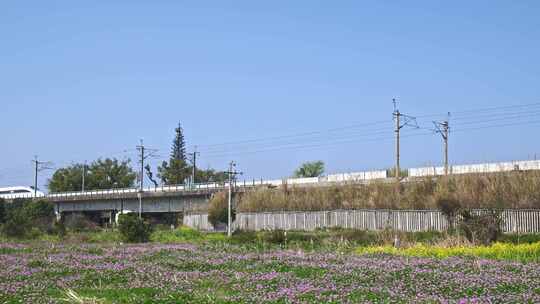 高铁动车列车高铁经过春天春暖花开田野乡村