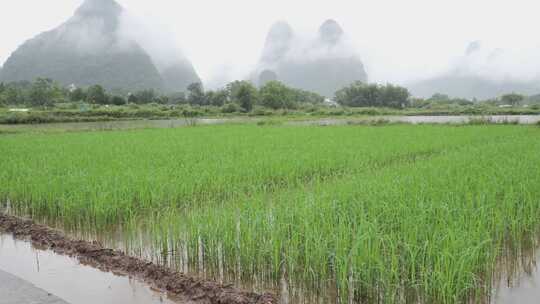 水田中稻苗生长的乡村自然景象