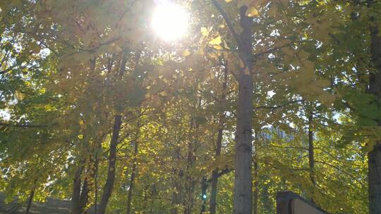 秋天里金黄唯美的阳光银杏树树叶秋叶