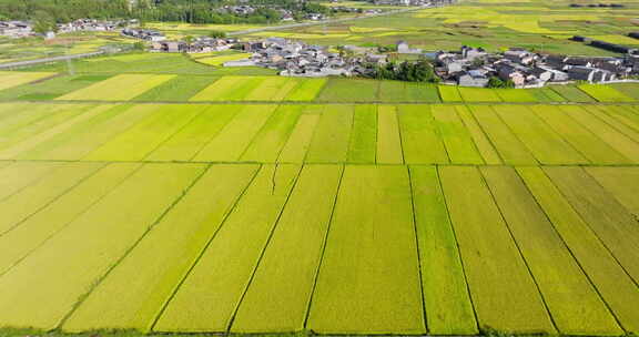 航拍乡村金黄的稻田