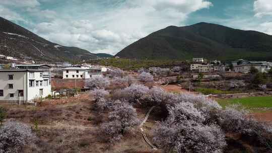 云南香格里拉尼西藏族村庄民居桃花盛开