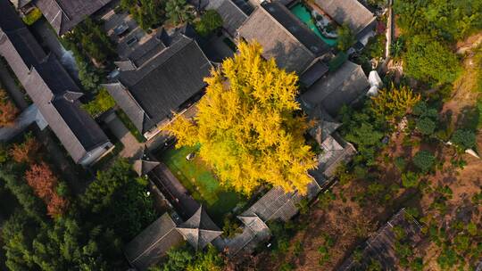 航拍西安古观音禅寺秋天银杏树