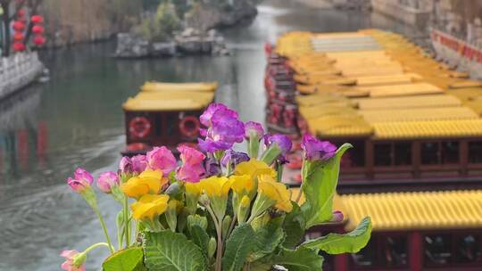 济南三月春天，护城河黑虎泉解放阁地标鲜花视频素材模板下载