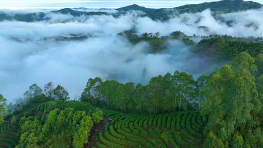 云雾茶山