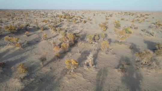 原创 新疆塔克拉玛干沙漠胡杨林视频素材模板下载