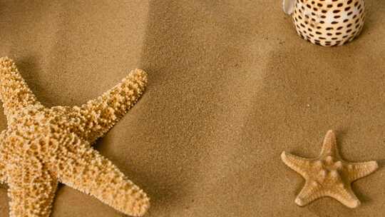 沙滩上的海星贝壳