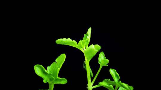 植物发芽生长延时