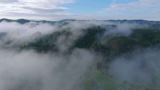 雨雾缭绕的茶山