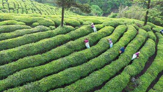 4K合集 茶园风光采茶航拍