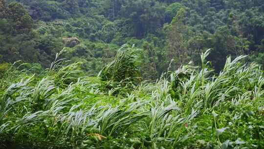 狂风中的芦苇绿植