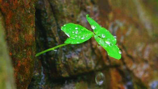 春天春雨中的三叶草慢镜头