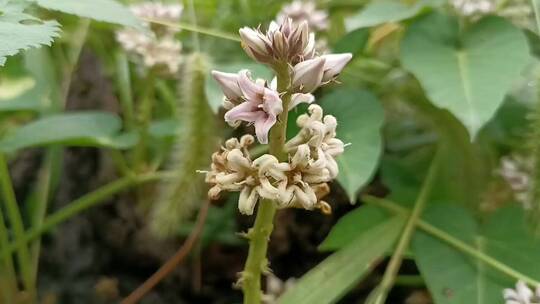 紫色花蕾特写