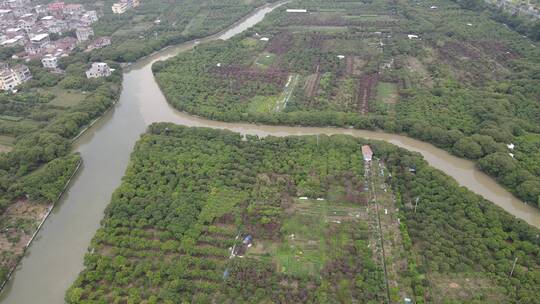 福建水果园荔枝种植基地航拍