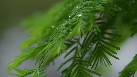 雨天下雨，雨水滋润着冷杉树，唯美雨景