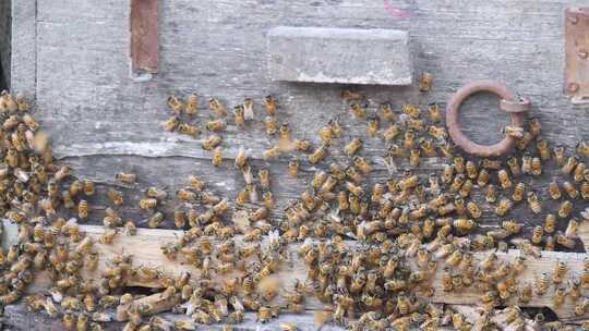 蜜蜂采蜜、蜂农养殖、割蜜、蜂蜜