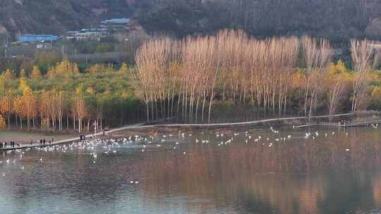 山西平陆大天鹅景区