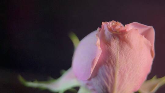 花苞玫瑰花蕾520鲜花 (8)视频素材模板下载