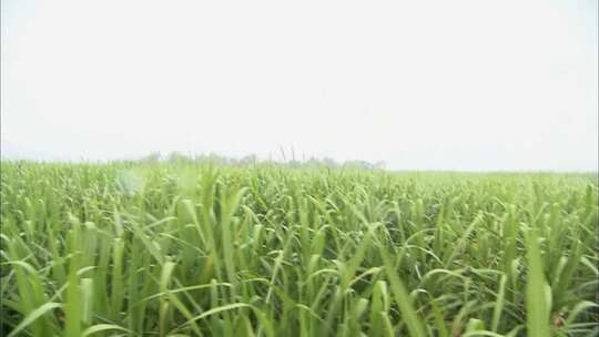 甘蔗地实拍视频甘蔗种植基地视频素材模板下载