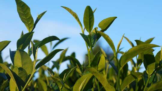 绿茶茶叶茶园茶树茶山农业茶春天采茶