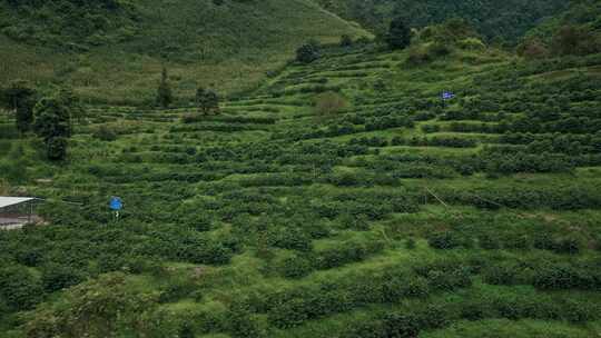 4K云南保山咖啡种植园航拍