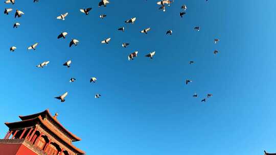 北京故宫紫禁城午门前飞翔的鸽子