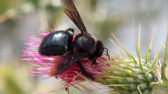 蜜蜂采蜜后飞离花朵特写镜头