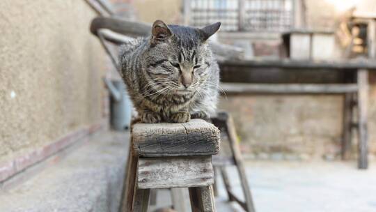 狸花猫在木椅上趴着休息农村院子
