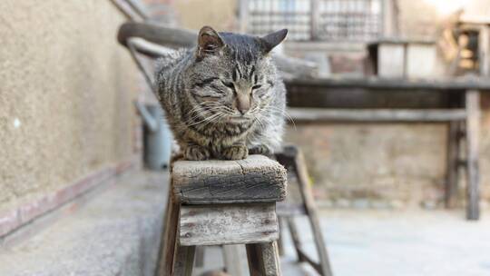 狸花猫在木椅上趴着休息农村院子视频素材模板下载