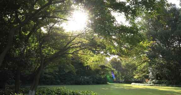 公园里阳光穿透树木 洒在草地上