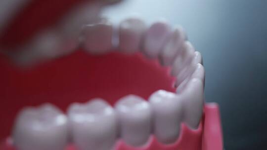牙齿模型演示刷牙方法