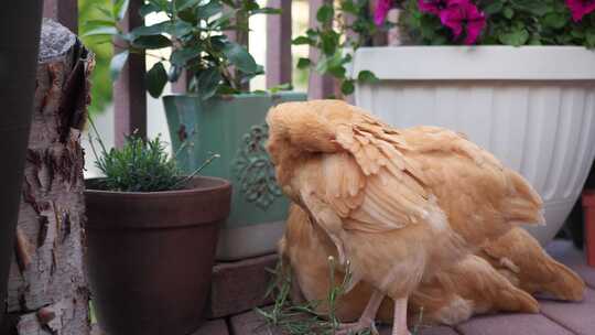 这里我们有一些漂亮的红色母鸡鸡正在后院花园吃东西和闲逛。F