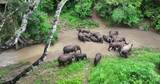 西双版纳雨林野象群高清在线视频素材下载