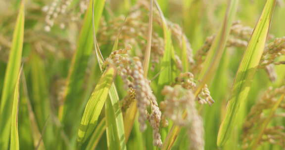 水稻水稻田