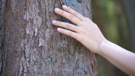 抚摸树皮触摸树干感受自然亲近大自然手特写