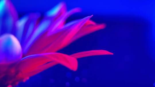 【镜头合集】红蓝光鲜花摄影雏菊非洲菊