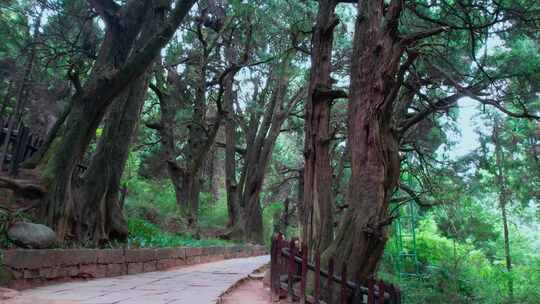 翠云廊古蜀道景区风光