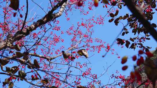 山茱萸种植成熟果实实拍