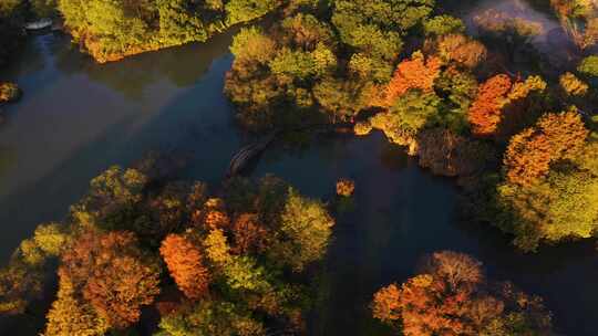 杭州西溪湿地光影秋色航拍视频素材模板下载