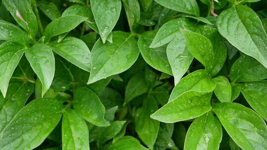 刚下过雨的叶子视频素材模板下载